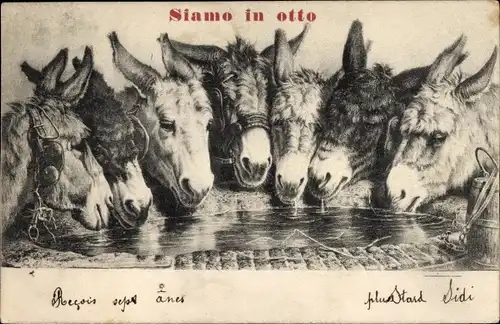 Ak Siamo in otto, Esel an der Tränke