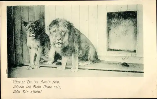 Ak Wärst Du ne Löwin fein, möcht ich Dein Löwe sein