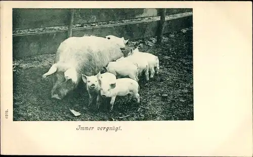 Ak Immer vergnügt, Sau mit Ferkeln, Schweine
