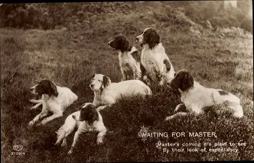 Ak Waiting for Master, wartende Hunde