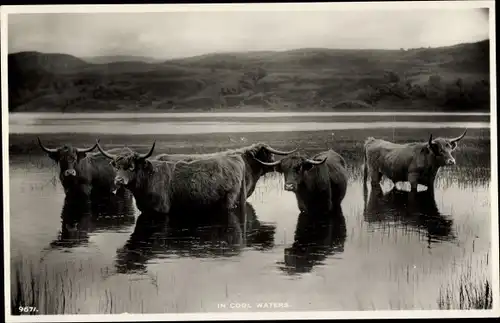 Ak In cool waters, Highland Cattle, Rinder im Wasser