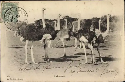 Ak Algerien, Autruches, Strauße