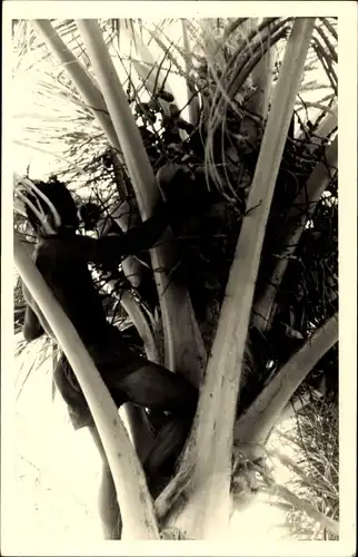 Foto Ak Kinder klettern einen Baum hoch, Afrikaner
