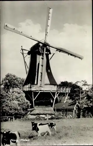 Ak Norg Drenthe, Molen, Kühe