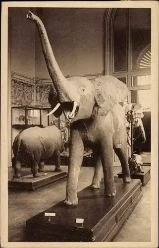 Ak Tervuren Tervueren Flämisch Brabant Flandern, Musee du Congo Belge, Elefant
