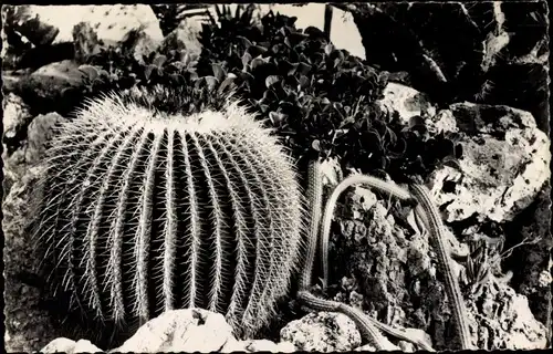 Ak Monaco, Jardin Exotique, Echinocactus grusoni, Kakteen