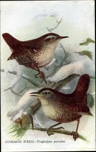 Ak Common Wren, Troglodytes parvulus, Braunelle