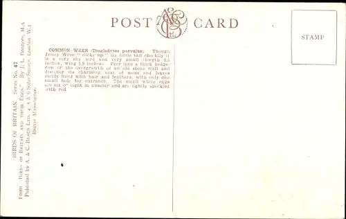 Ak Common Wren, Troglodytes parvulus, Braunelle