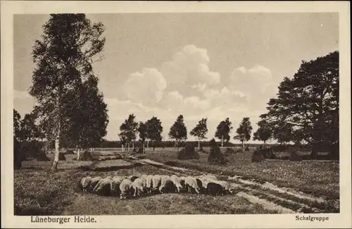 Ak Lüneburger Heide, Schafgruppe