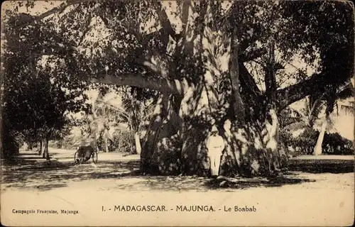 Ak Mahajanga Majunga Madagaskar, Le Baobab