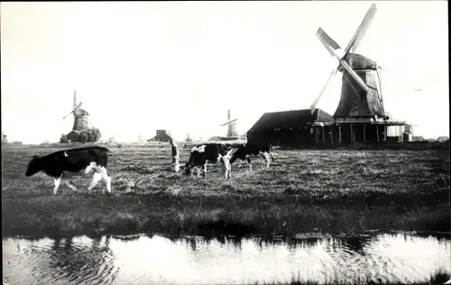 Ak Zaandam Zaanstad Nordholland, Kalverringdijk, Oliemolen De Os