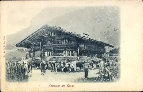 Ak Schweiz, Heimkehr am Abend, Kühe, Bauernhof