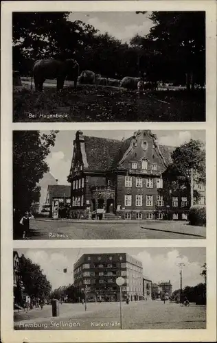 Ak Hamburg Eimsbüttel Stellingen, Elefanten im Zoo, Rathaus, Kielerstraße