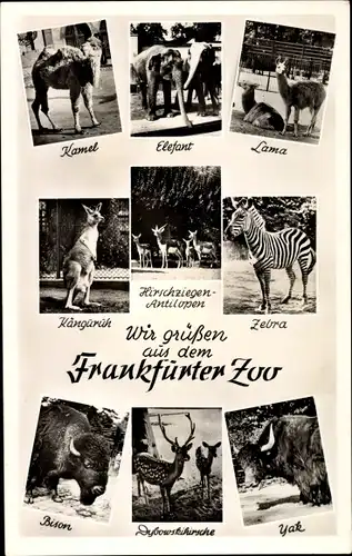 Ak Frankfurt am Main, Zoo, Kamel, Elefant, Lama, Känguruh, Antilopen, Zebra, Bison, Yak