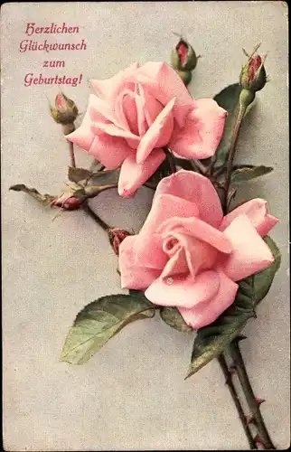 Ak Glückwunsch Geburtstag, Rosa Rosenblüten, Knospen