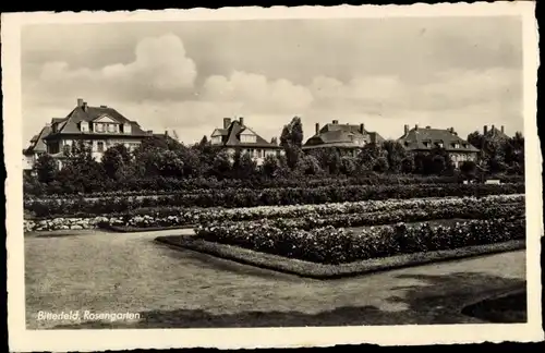 Ak Bitterfeld in Sachsen Anhalt, Rosengarten