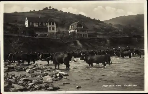 Ak Altenbrak Thale im Harz, Kuhtränke, Rinderherde, Ortschaft