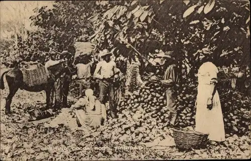 Ak Trinidad, Opening cocoa pods, Menschen bei der Kakaoernte, Esel