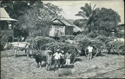 Ak Trinidad B. W. I., Sugar Cane awaiting Transport to the Caroni factory, Zuckerrohr, Ochsenkarren