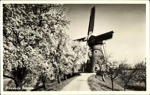 Ak Beesd Geldermalsen Gelderland Niederlande, Molen