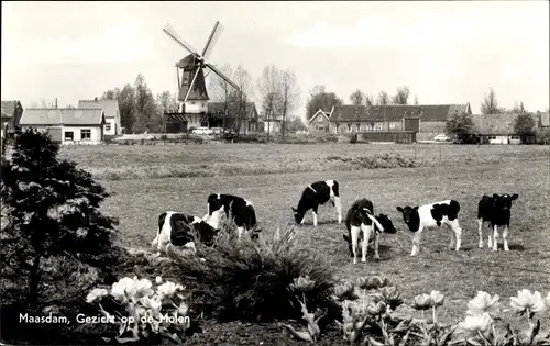 Ak Maasdam Südholland, Molen