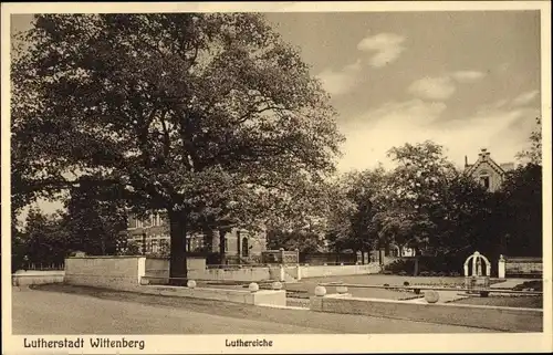 Ak Lutherstadt Wittenberg, Luthereiche