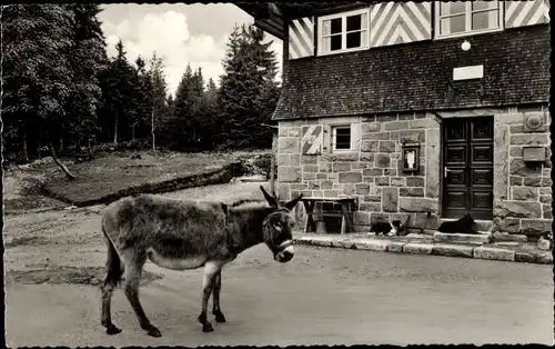 Ak Seebach in Baden Schwarzwald, Darmstädter Hütte, Esel vor der Hütte