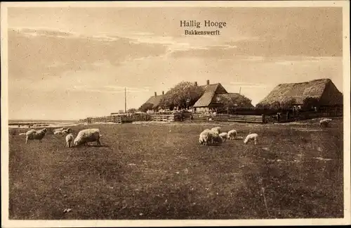 Ak Hallig Hooge in Nordfriesland, Bakkenswerft, Schafe auf der Weide, Reetdachhäuser