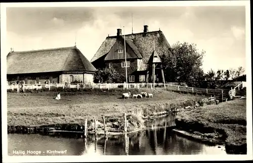 Ak Hallig Hooge in Nordfriesland, Kirchwarf, Schafe am Wasser