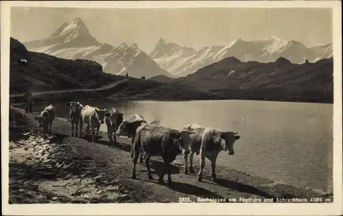 Ak Kanton Bern Schweiz, Bachalpsee am Faulhorn und Schreckhorn