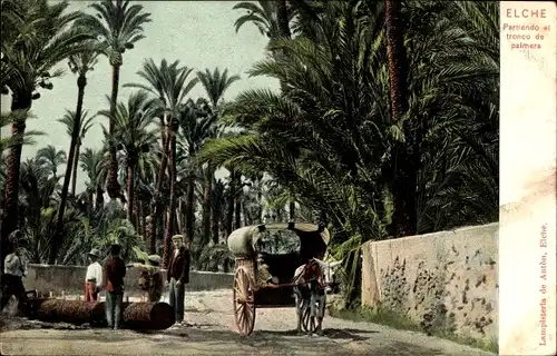 Ak Elche Valencia Spanien, Partiendo el tronco de palmera, Fällen einer Palme, Palmenstamm