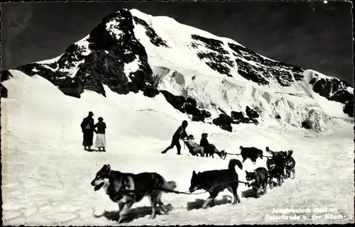 Ak Jungfraujoch Kanton Bern Schweiz, Mönch, Hundeschlitten, Polarhunde
