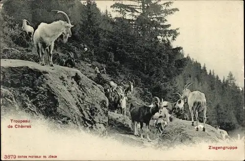 Ak Troupeau de Chèvres, Ziegengruppe