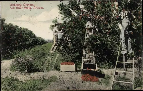 Ak Salt River Valley Arizona USA, Gathering Oranges