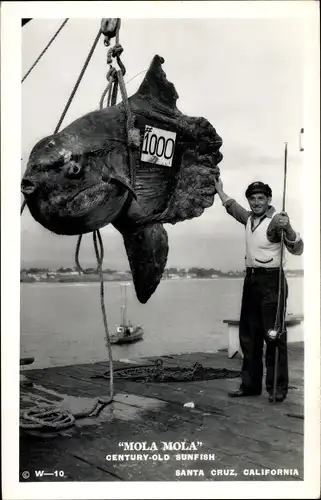 Ak Santa Cruz Kalifornien USA, Mola Mola Century Old Sunfish