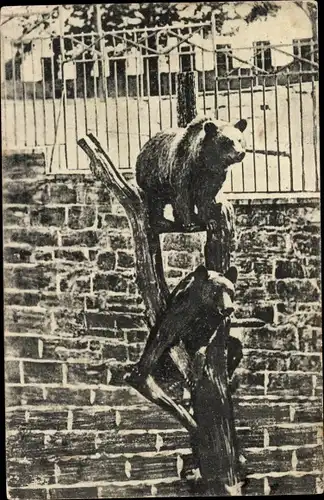 Ak Bernburg an der Saale, Bären im Bärenzwinger