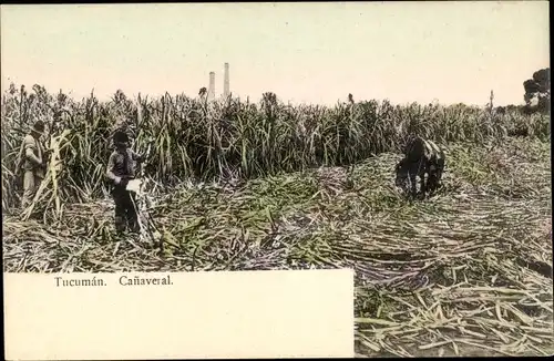 Ak Tucumán Argentinien, Canaveral, Pflücker, Landwirtschaft