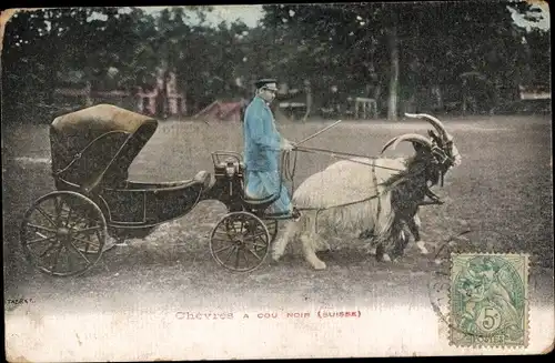 Ak Schweiz, Chevres a cou Noir, Fuhrwerk, Ziegen