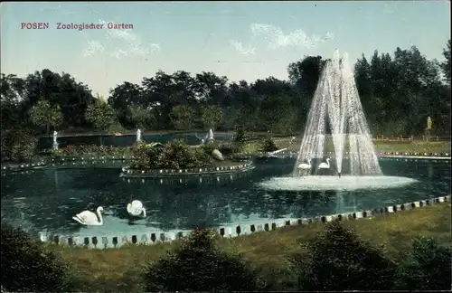 Ak Poznań Posen, Zoologischer Garten, Teich, Fontäne, Schwäne