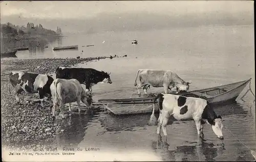 Ak Rinder am Ufer eines Flusses, Rives du Léman