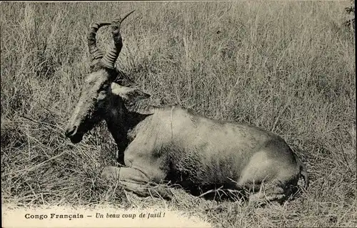 Ak Congo Francais, Un beau coup de fusil, Antilope