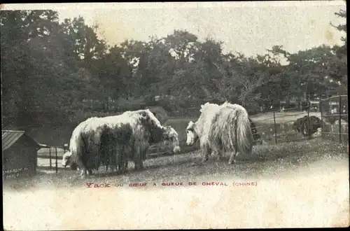 Ak Yack du Boeuf a queue de Cheval