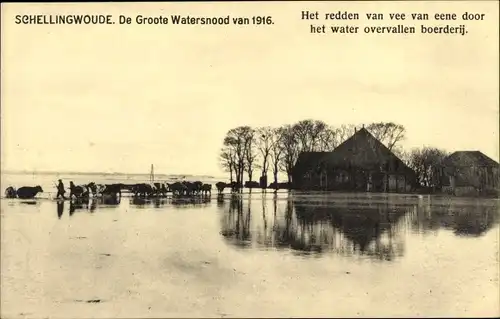 Ak Schellingwoude Nordholland Niederlande, Rinderrettung von Überschwemmung betroffener Farm