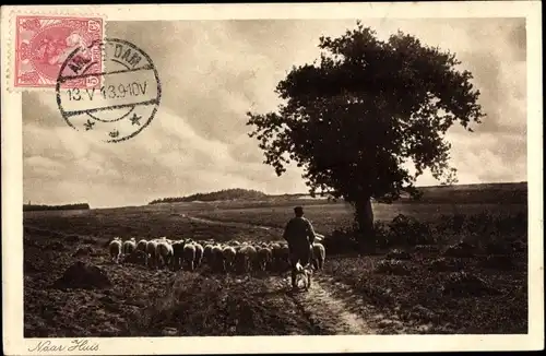 Ak Niederlande, Schapen op de heide, Schafherde
