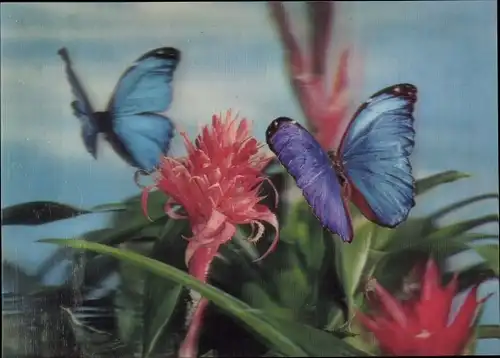 3-D Ak Blaue Schmetterlinge, Bromelien