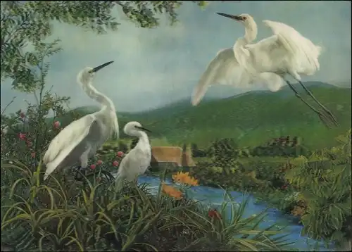 3-D Ak Reiher, Three Egrets