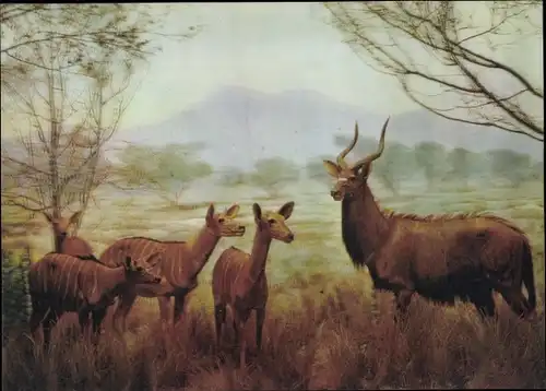 3 D Ak Deers, African Steppes, Wildlife