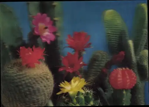 3 D Ak Cactus, Kakteen, Blüten