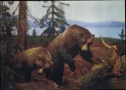 3-D Ak Bears, Zwei Bären