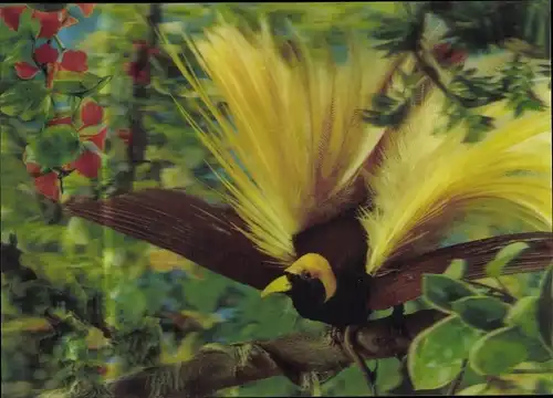 3-D Ak A Bird of Paradise, gelber Paradiesvogel auf einem Ast, Blüten, Blätter, ausgebreitete Flügel